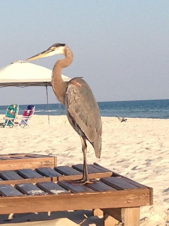 Gulf Shores Plantation Buitenkant foto